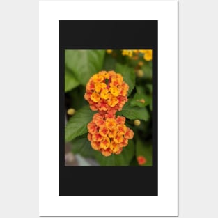 Yellow and Orange Cluster Flowers Photographic Image Posters and Art